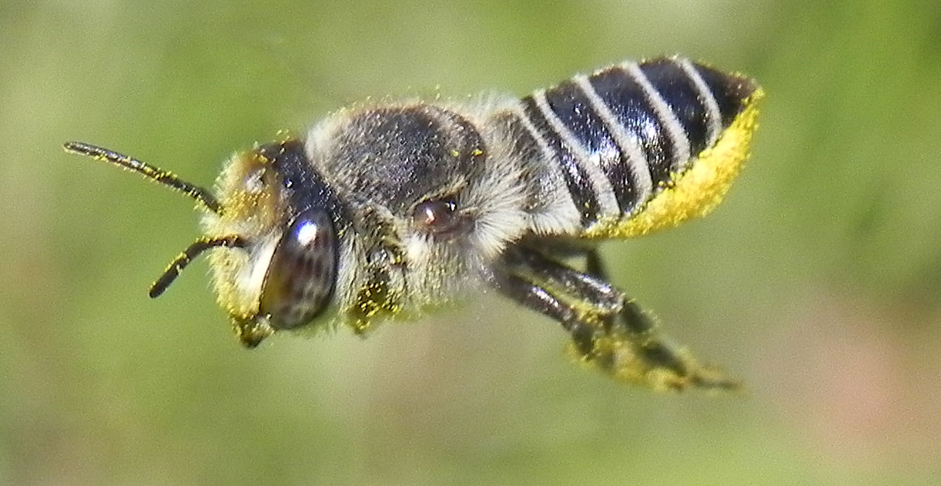 Fam. Megachilidae. Italia, Brescia, 3 Jul 2013. Provided by Paolo to children for didactics, but not shot with them